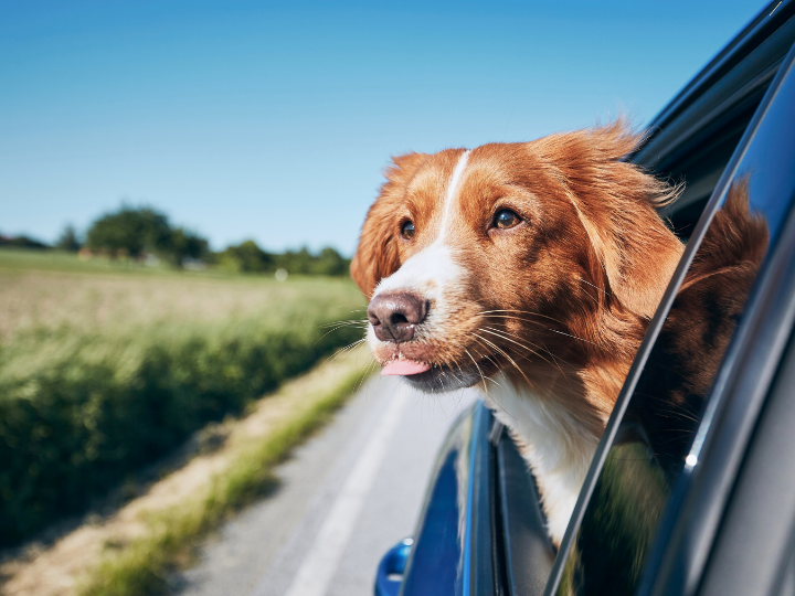 Top 10 Tips to Ensure Pet Safety on the Road